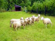 Schafe  auf dem Urlaubsbauernhof Müller in der Uckermark